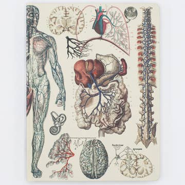 Anatomie: cahier à couverture rigide vasculaire - pages de grille à points