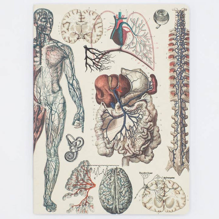 Anatomy: Vascular Softcover Notebook - Lined Pages