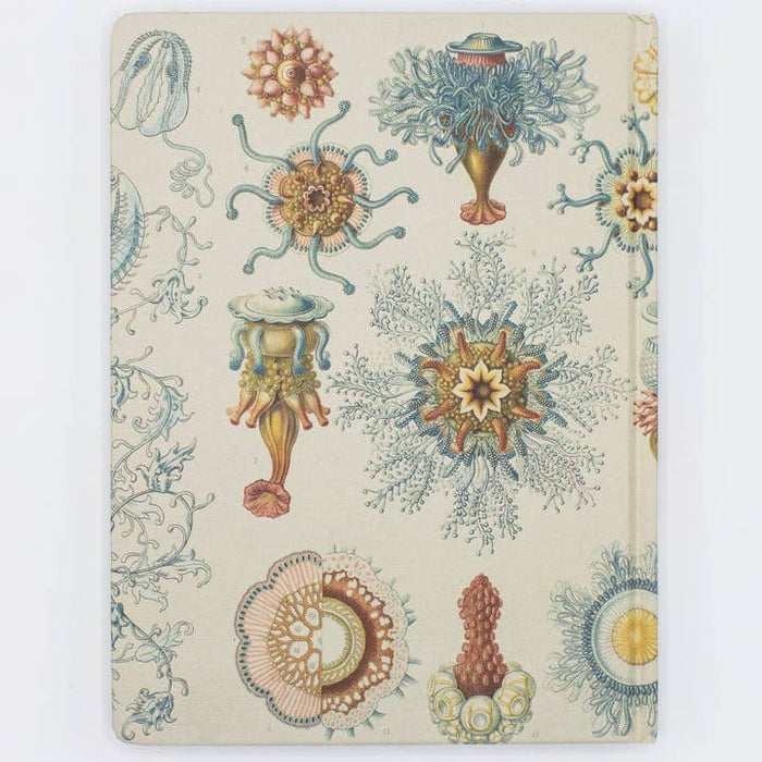 Haeckel Jellyfish Hardcover Notebook | Blanco